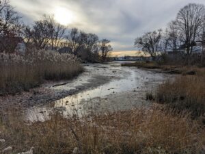 Tidal Marsh with limited vegetation due to winter conditions with some houses in the distance and dried weeds in the foreground