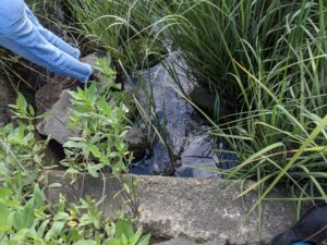 Downward facing photo of water and tall grasses abutting a culvert. A person is standing in the top left corner and only legs can be seen