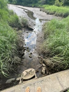 A view of a marsh with a pipe with lid extended outwards. Grasses can be seen throughout and concrete wall is in the foreground