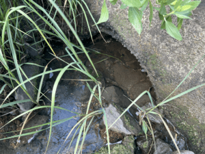 A half buried pipe with grasses coming up from rocks water is coming from pipe in a trickle