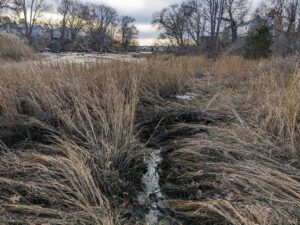 Lots of tall dry grasses in a marsh during the winter. Water can be seen between the grasses and houses in the distance